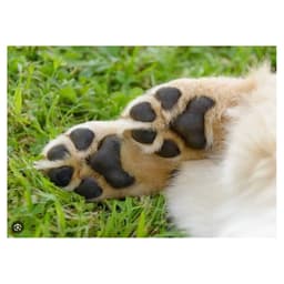 pattes de chiens