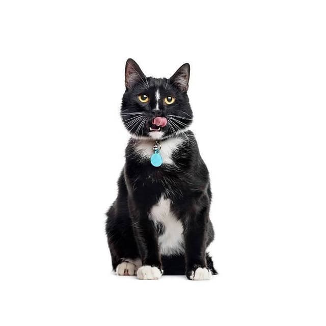 Médaille chat à graver