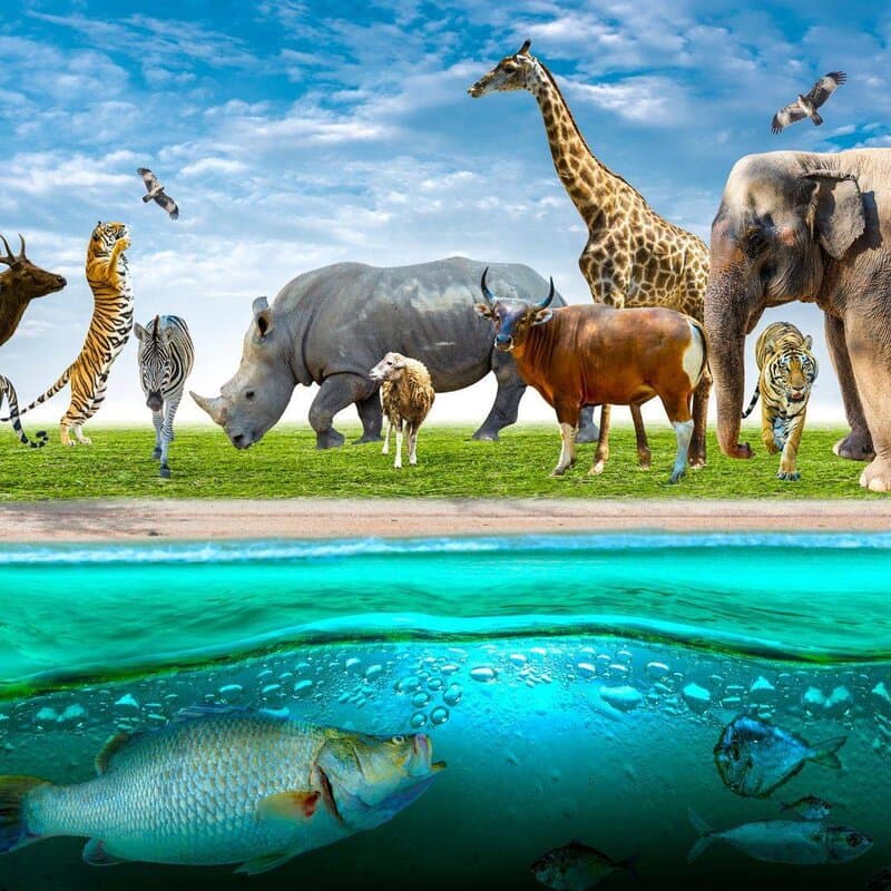 Tampon animaux